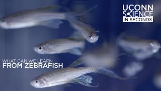 Science In Seconds What Can We Learn from Zebrafish [upl. by Cresa]