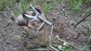 traping a pocket gopher in sencer brook minnesota [upl. by Christal]