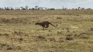 Ol Pejeta Leopard Release [upl. by Lyle]