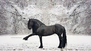 Albert  Friesian Stallion [upl. by Airliah]