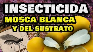 Eliminar la MOSCA BLANCA y Mosca del Sustrato 🦟 INSECTICIDA CASERO FÁCIL para Plantas y Huerto [upl. by Irec309]