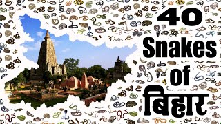 40 species of snakes found in Bihar बिहार में पाए जाने वाले 40 प्रजाति के साप [upl. by Kihtrak]