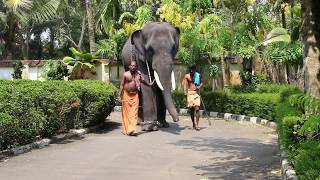 Kerala elephant muthukulam kochuguruvayoor govindan harigovindan junior parthan [upl. by Sayed]