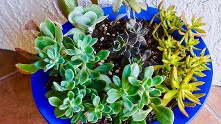 How to Transplant Succulents in Pots  JoyUsGarden [upl. by Eirojram]