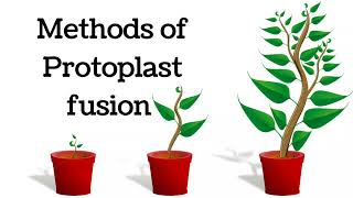 Methods of protoplast fusion  Spontaneous vs Induced protoplast fusion [upl. by Myra]