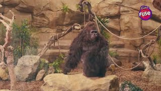 Gorilla Fuse Tamil AD  boo boo Pasi edukudu  Tamil Advertisement [upl. by Johathan218]