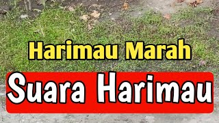 Suara Harimau Marah  Suara Hewan [upl. by Anieral281]