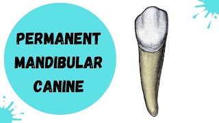 Permanent Mandibular Canine  Tooth Morphology [upl. by Fenelia]