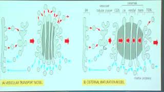 Médecine et Biologie Système endomembranaire appareil de Golgi lysosome et peroxysome [upl. by Shirlee]