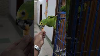 Amazon Parrot parrot lovebirds signatureaviary pets [upl. by Benildas]