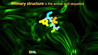 Protein Structure  University Of Surrey [upl. by Silera]