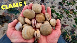 CLAM FORAGING  Delicious Clams Cooked in Garlic Butter  Coastal Foraging Clams Lobster  SEAWEED [upl. by Divadnhoj]