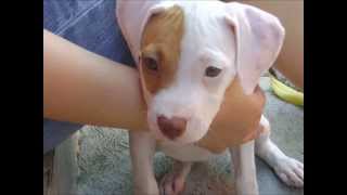 Cachorro Pitbull de 2 a 5 meses [upl. by Esbensen]