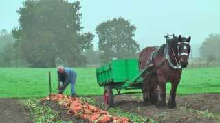 Belgian Draft Horsesbeet harvest with respect for the environmentBerlaarBelgium [upl. by Raf]