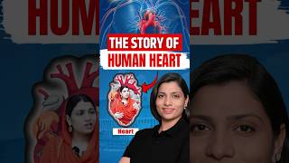 Story of Human Heart  Ritu Rattewal neetbiology neetconcept neet heart humanheart [upl. by Adah]