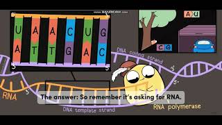 Biology with subtitle through AMOEBA SISTERS  DNA vs RNA [upl. by Burl68]