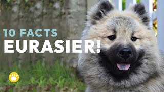 Top 10 Fascinating Facts about the Eurasier Dog Breed [upl. by Karolyn9]