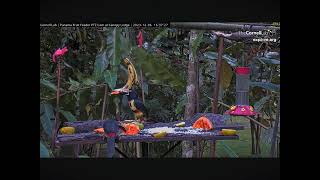 Wow Four Aracari’s Toucan Feeding at One Time 12062023 exploreorg [upl. by Anders]