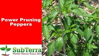 How to Prune Your Pepper Plant for Increased Production [upl. by Clardy874]