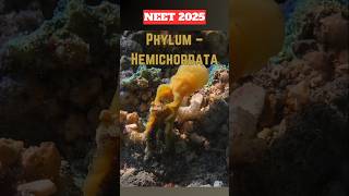 NEET Quick Revision➡️ Phylum HEMICHORDATAneet2025neetprepclass11thncertrevisionshorts [upl. by Retepnhoj532]