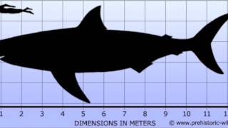 Top ten biggest heaviest marine Predators [upl. by Gardia3]