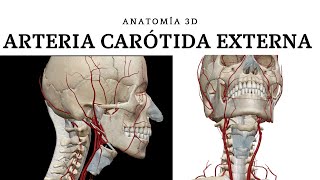 Carótida Externa  Colaterales  Anatomía Humana en Odontología [upl. by Enid45]