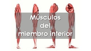 Anatomía del APARATO LOCOMOTOR 🦵 Músculos del MIEMBRO INFERIOR [upl. by Petit]