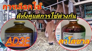 คาโตซาล Ad3e การเลือกใช้ให้เหมาะสมเเนะนำวิตามิน​ในตัวยาแต่ละชนิด​ [upl. by Laktasic906]