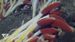 Extreme worms Specialized seafloor polychaetes [upl. by Oilime]