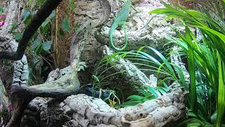 Feeding my Varanus prasinus green tree monitor [upl. by Crescen]