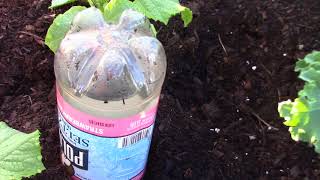 Water bottle drip irrigation [upl. by Viafore]