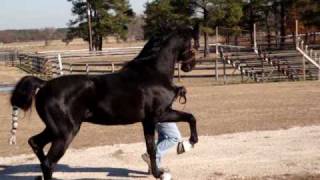 American Saddlebred Breeding Stallion quotBlackStreetquot [upl. by Etat]