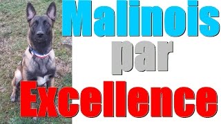 Malinois par excellence  Gun exécute des ordres uniques [upl. by Hazmah]