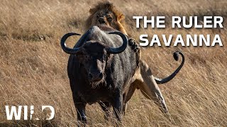 AFRICAN SAVANNA  Land Of The Most Brutal Predators  Animal Documentaries [upl. by Eltsryk]