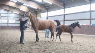 Holsteiner Filly 2010 by Stallion Caretino [upl. by Ycnaffit]