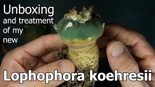 Unboxing and Treatment of My New Lophophora koehresii [upl. by Rosenquist]