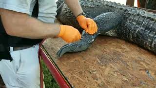 Using an air compressor to skin an alligator [upl. by Calli]