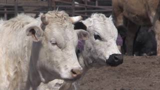 Ted McCullom  Beef amp Cattle Literacy  Feedyard [upl. by Ulric]