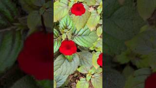 achimenes plant shortsfeed trendingshorts youtubeshorts flowers  shorts viral [upl. by Niamreg71]