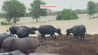 Water Buffalo’s at River Indus  Amazing Weather at river Indus ​⁠buffalosoutdoors [upl. by Lahpos]