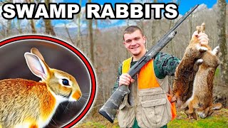 Hunting Swamp Rabbits in Louisiana [upl. by Loats]