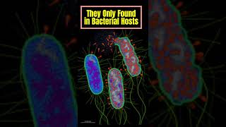 Bacteriophages  Virus amp Bacteria bacteria virus science [upl. by Donnell]