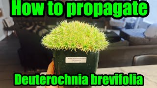 How to propagate the rare Argentine ball plant Deuterocohnia brevifolia plants succulent rare [upl. by Dasa303]