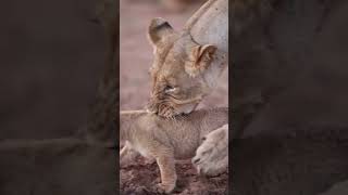 Lion cub sighting drinking at watering hole [upl. by Enogitna]