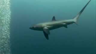 Thresher Shark whips sardines to death [upl. by Halsy]