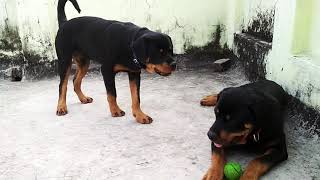 Rottweiler barking [upl. by Gipson410]