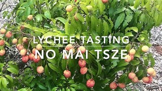 No Mai Tsze Litchi Lychee  Florida Grown  Best Tasting Lychee [upl. by Eachelle18]