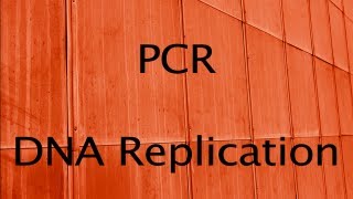 PCR and DNA Replication [upl. by Chem]