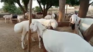 Beautiful dumba  fat tailed sheep farm  alya sheep [upl. by Ydnil]