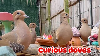 MOURNING DOVES GOT VERY CURIOUS AMIDST THEIR EATING [upl. by Analiese]